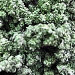 WATERMELON GUSHERS 31.6% HYBRID - 3.5G $17.98