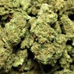 ICE CREAM CAKE (INDICA) Weed Deliveries 7.9