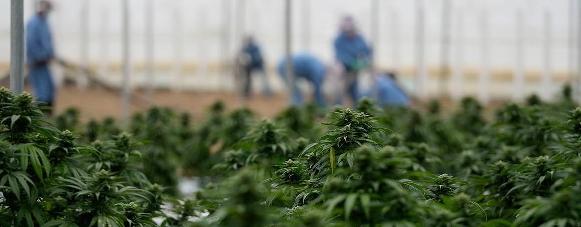 Breaking Stereotypes: Stories of Successful Entrepreneurs Who Embrace Cannabis