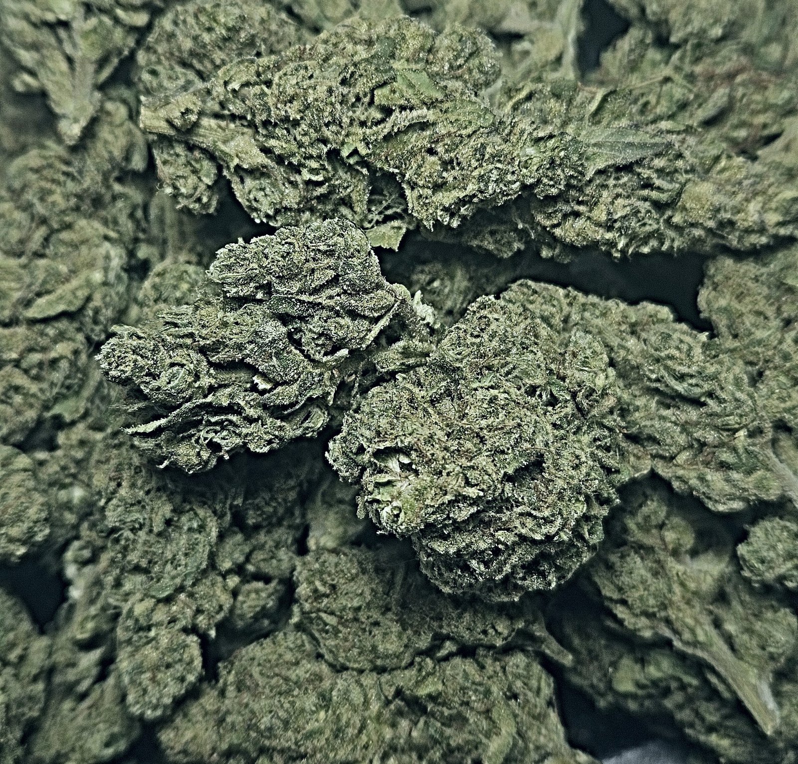WHITE RUNTZ 31.4% THC INDICA 3.5G $17.98 - 7G $34.98 - 14G $64.98 - 28G $119.98