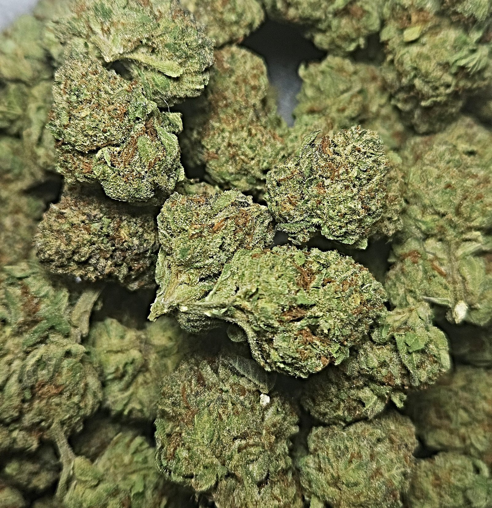 APPLE FRITTER GUSHERS 31.8% HYBRID