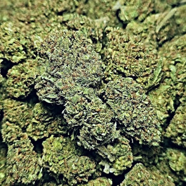 Jack Herer, also known as "JH," "The Jack," "Premium Jack," and "Platinum Jack" is a sativa-dominant marijuana strain that has gained as much renown as its namesake