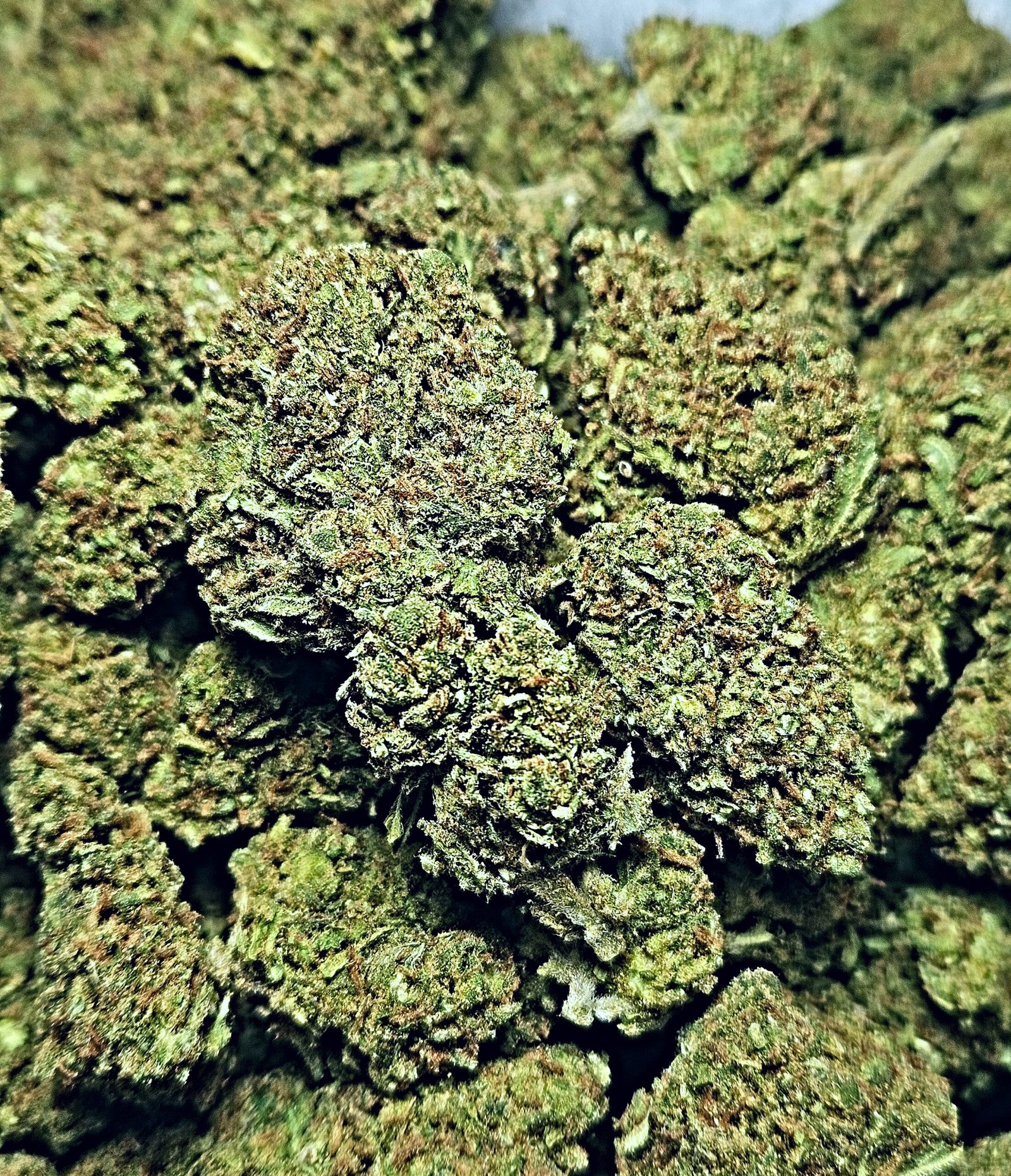 Jack Herer, also known as "JH," "The Jack," "Premium Jack," and "Platinum Jack" is a sativa-dominant marijuana strain that has gained as much renown as its namesake