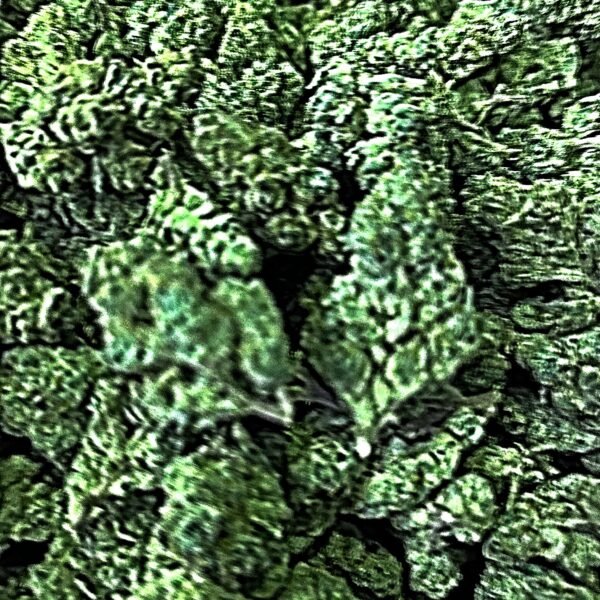 GREEN CRACK SATIVA 32.2% THC $19.98 3.5g