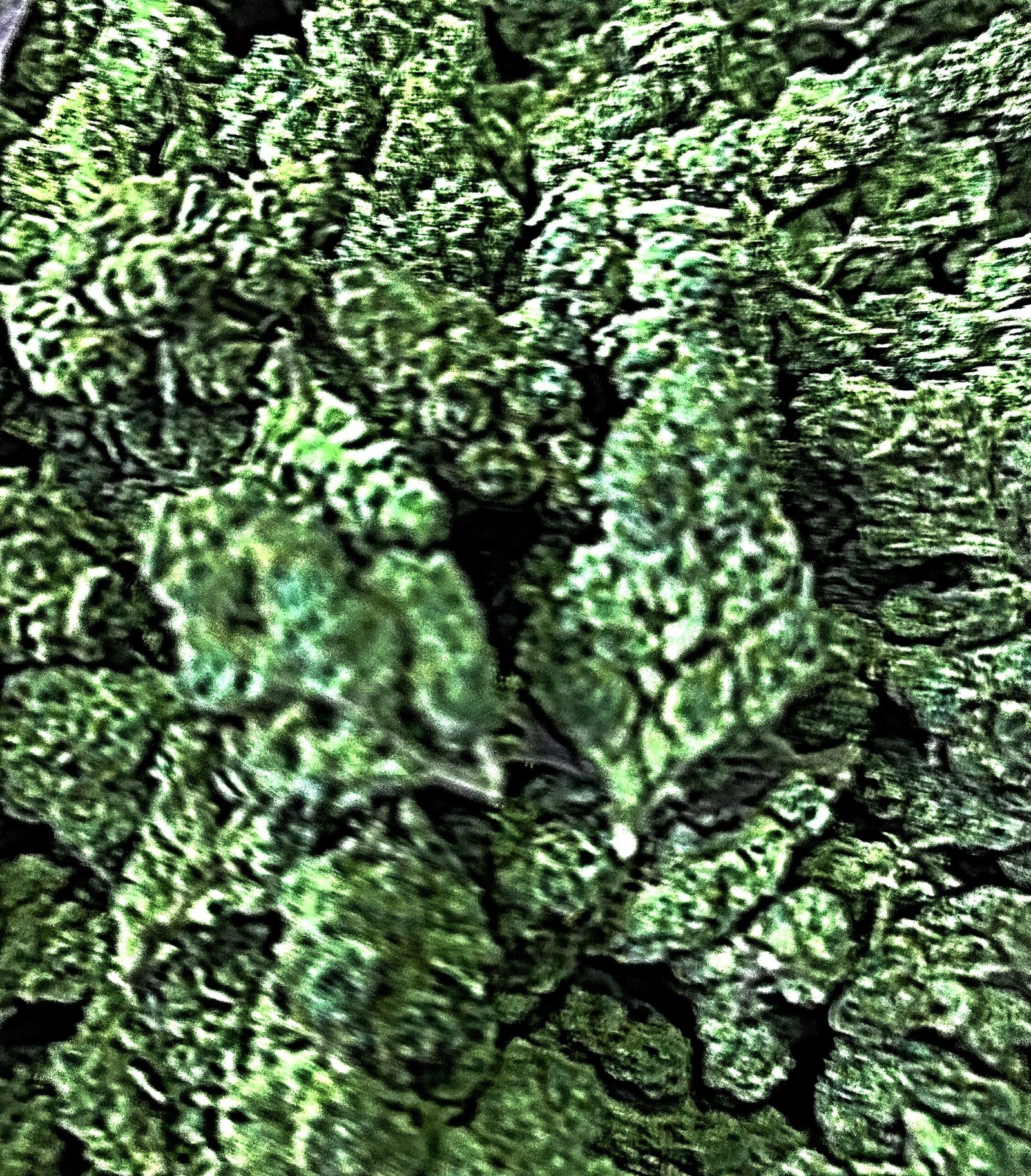 GREEN CRACK SATIVA 32.2% THC $19.98 3.5g