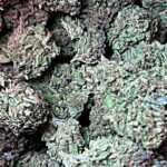 PINNACLE OG HYBRID SATIVA